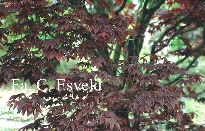 Acer palmatum 'Bloodgood'