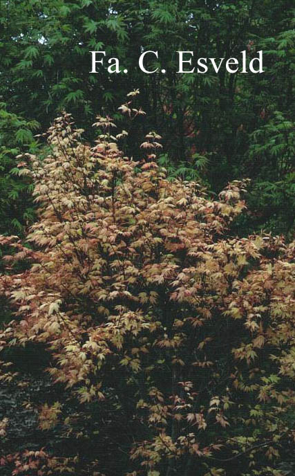 Acer palmatum 'Coral Pink'