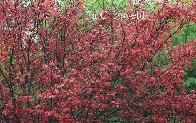 Acer palmatum 'Otome zakura'