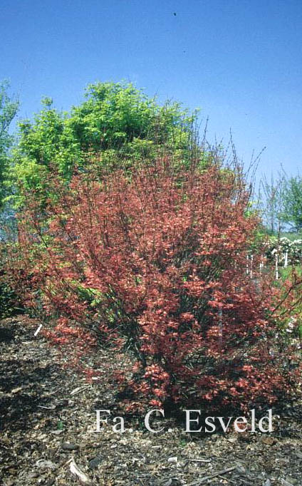 Acer palmatum 'Wilson's Pink Dwarf'