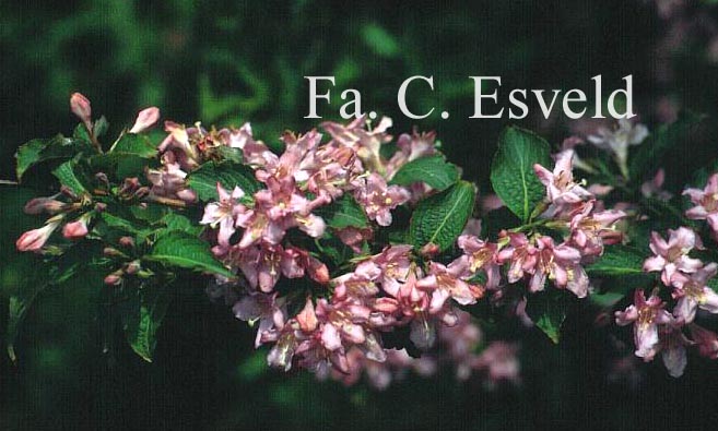Weigela 'Feerie'