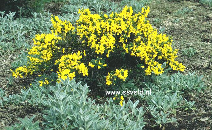 Cytisus 'Golden Sunlight' (4052)