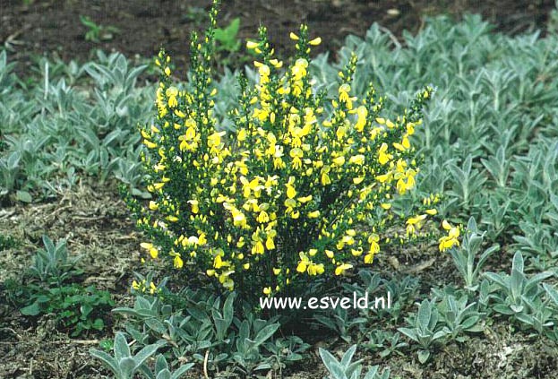 Cytisus 'Luna'