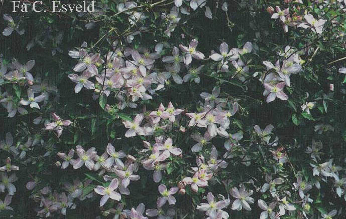 Clematis 'Fragrant Spring'