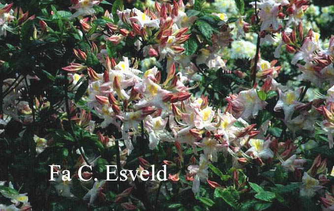 Azalea 'Sylphides'