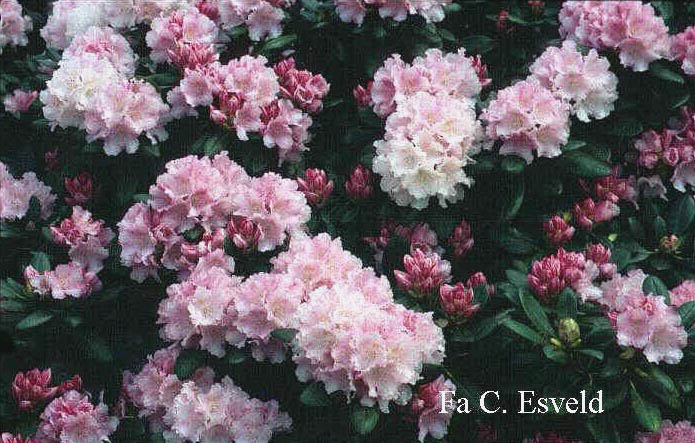 Rhododendron 'Silberwolke'