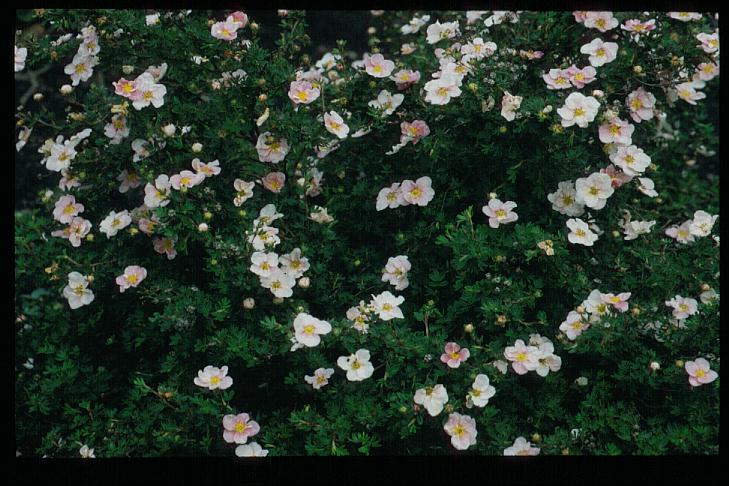 Potentilla fruticosa 'Glenroy Pinkie'