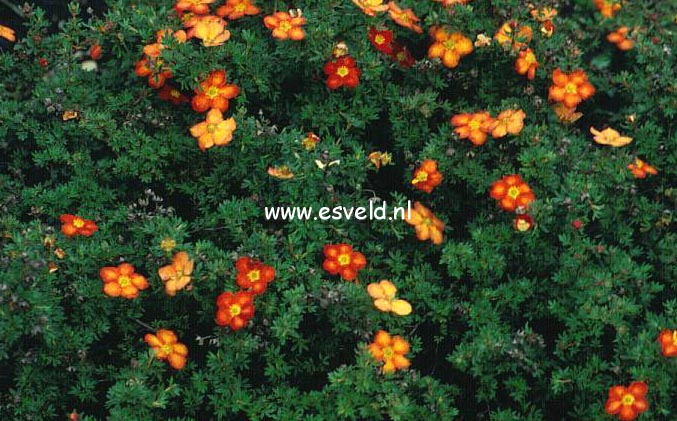 Potentilla fruticosa 'Red Ace'