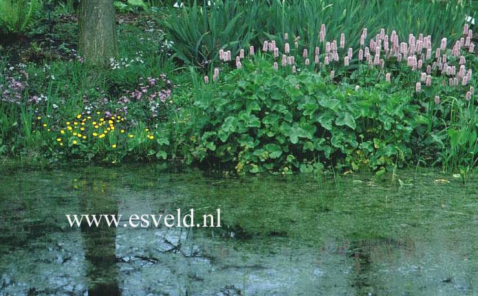 Persicaria bistorta 'Superba'