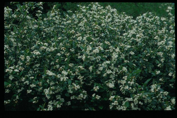 Aronia melanocarpa