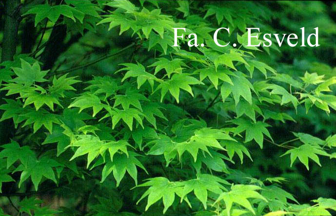 Acer palmatum 'Hohgyoku' Hort. non Japan