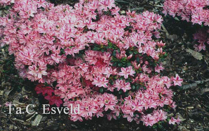 Azalea 'Kermesina Rose'