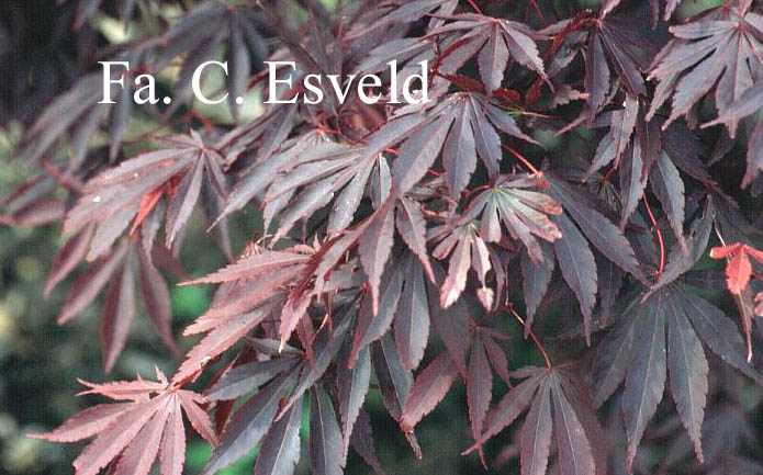 Acer palmatum 'Chitose yama'