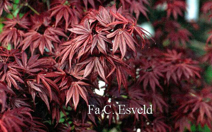 Acer palmatum 'Oregon Sunset'