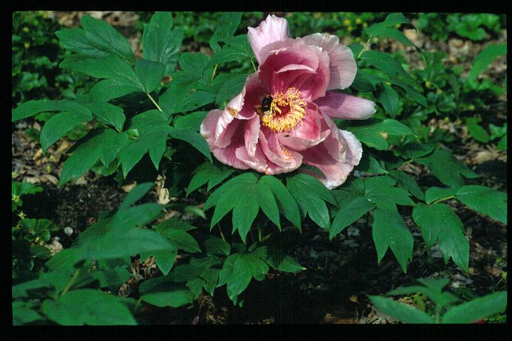 Paeonia suffruticosa 'Sentukujo' (4109)