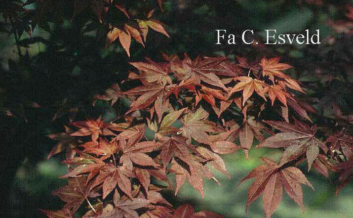 Acer palmatum 'Yezo nishiki'