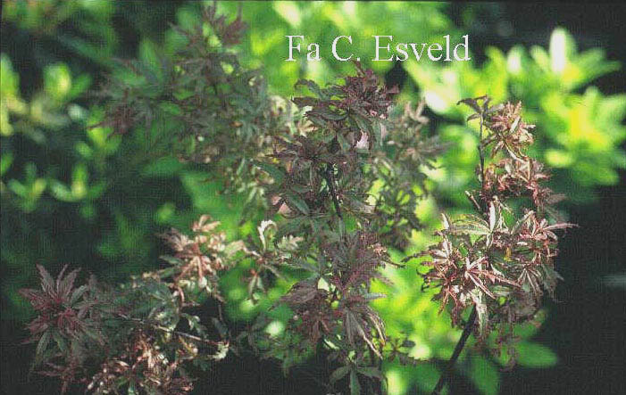 Acer palmatum 'Beni komachi'