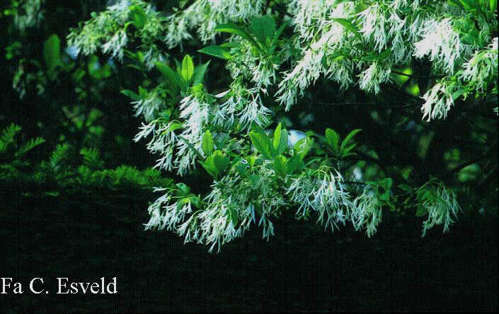 Chionanthus virginicus