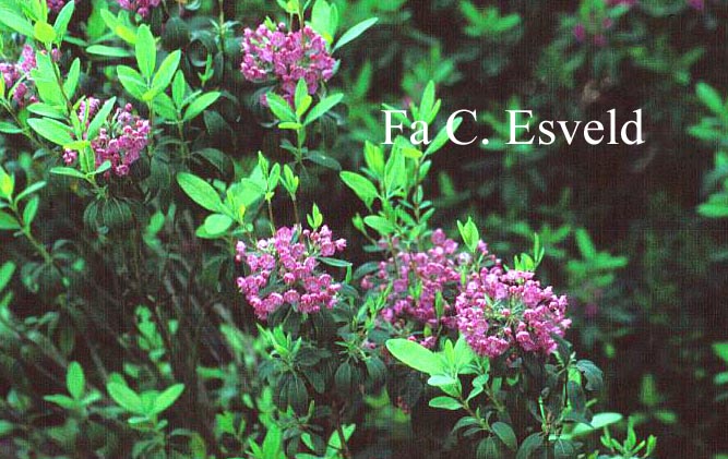 Kalmia angustifolia 'Rubra'