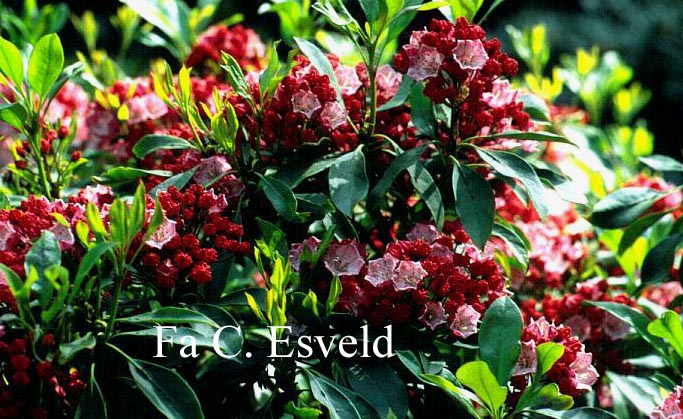 Kalmia latifolia 'Olympic Fire'