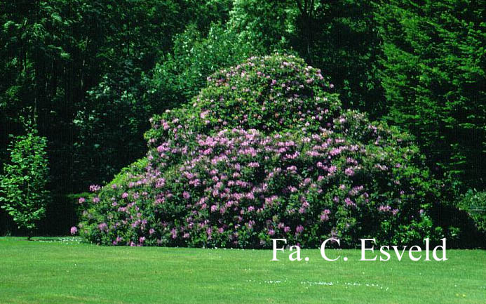 Rhododendron ponticum