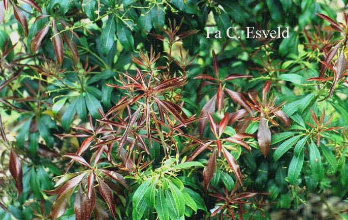 Pieris japonica 'Red Mill'