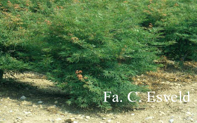 Acer palmatum 'Green Globe'