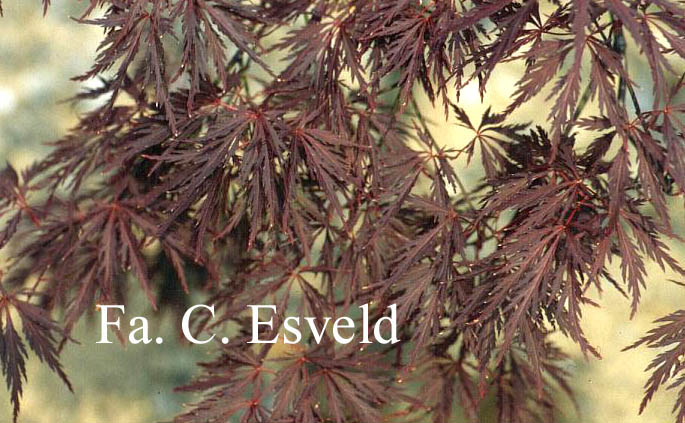 Acer palmatum 'Red Dragon'