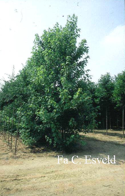 Acer freemanii 'Jeffersred' (AUTUMN BLAZE)