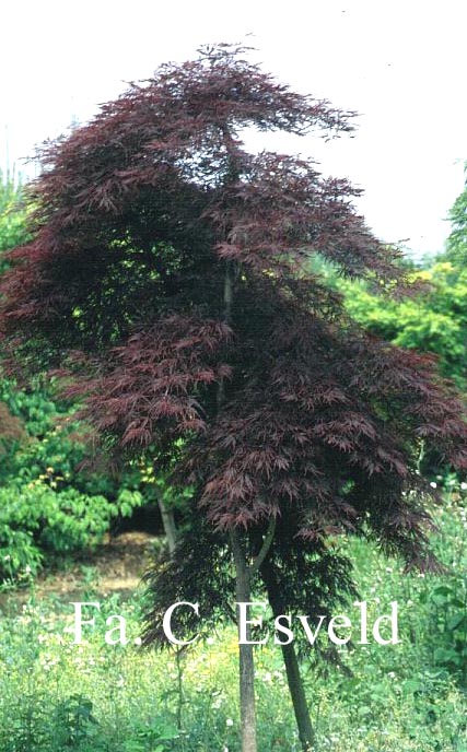 Acer palmatum 'Stella Rossa'