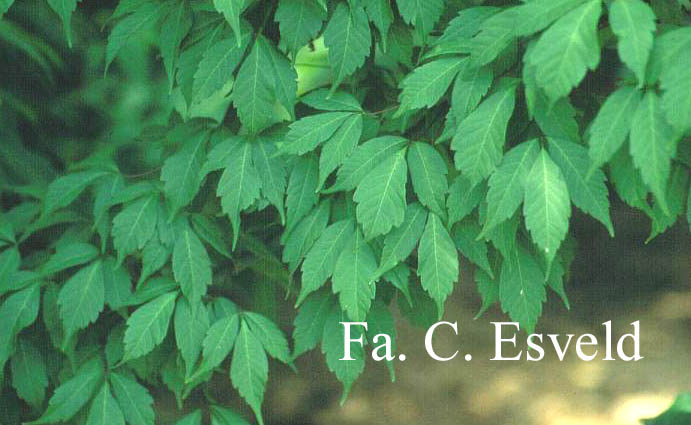 Acer cissifolium