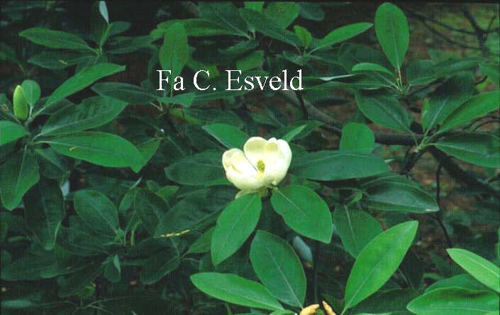 Magnolia cylindrica (4268)