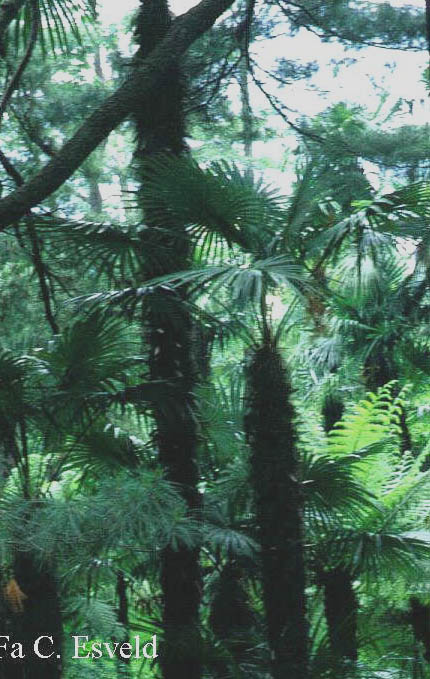 Chamaerops humilis