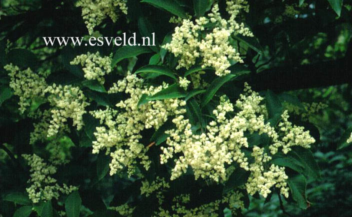 Meliosma myriantha