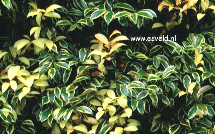 Cleyera japonica 'Variegata'