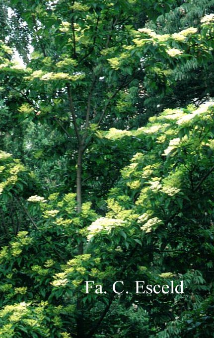 Cornus macrophylla