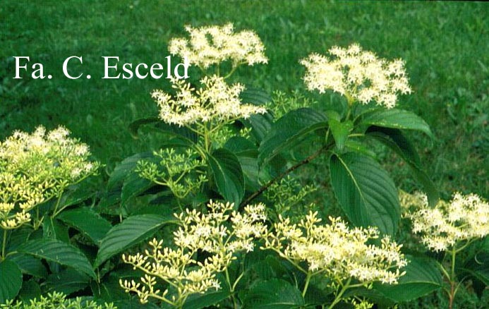 Cornus macrophylla