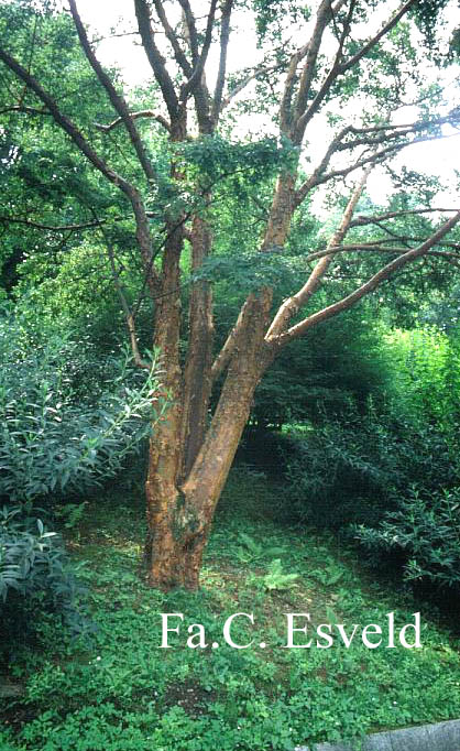 Acer griseum