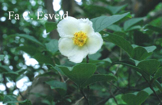 Stewartia pseudocamellia