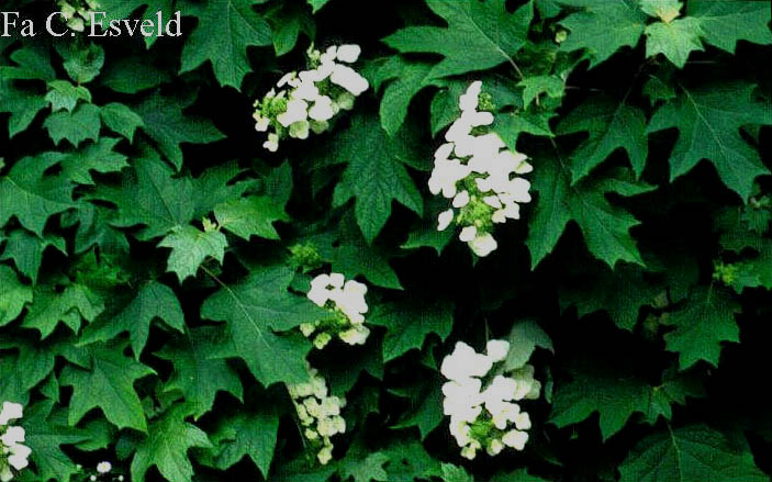 Hydrangea quercifolia