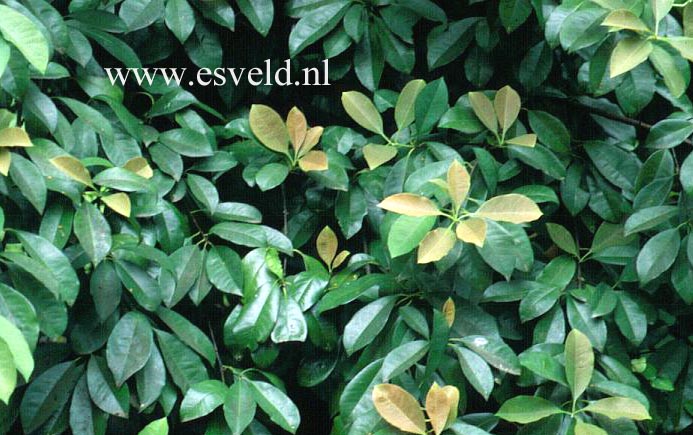 Photinia salicifolia