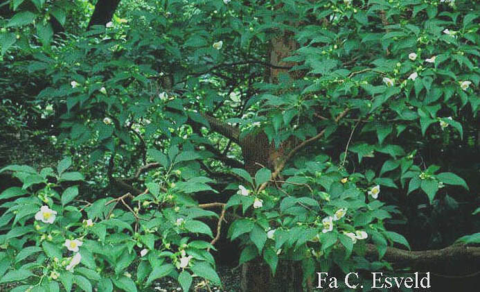 Stewartia monadelpha