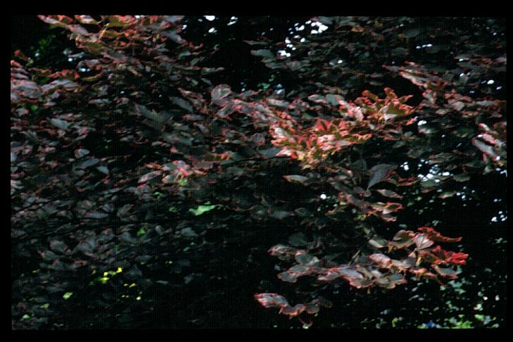 Fagus sylvatica 'Purpurea Tricolor'