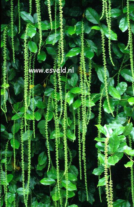 Itea ilicifolia