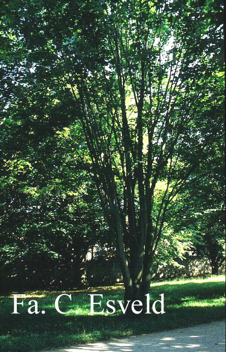 Acer cappadocicum ssp. lobelii