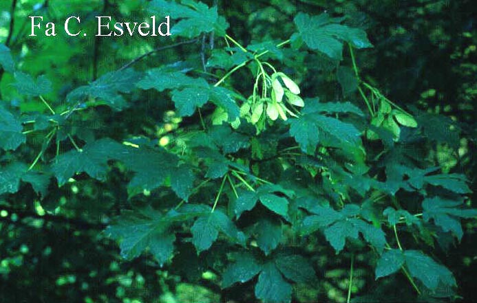 Acer heldreichii