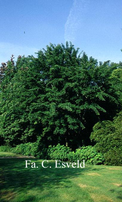 Acer davidii ssp. grosseri