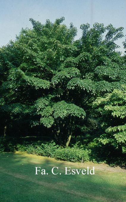 Acer davidii