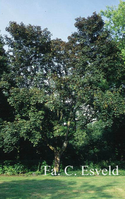 Acer pseudoplatanus 'Atropurpureum'