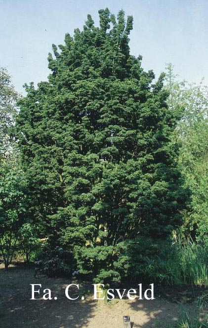 Acer palmatum 'Shishi gashira'